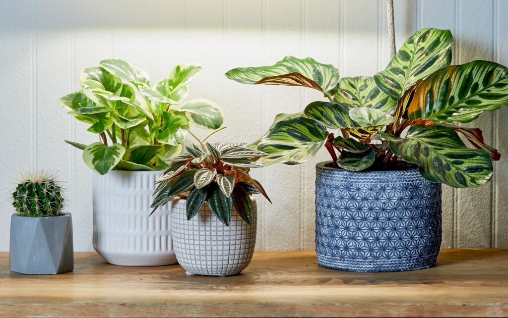 Indoor Plants for Greenery