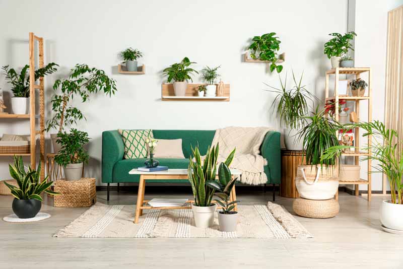 Add Indoor Plants